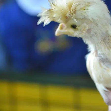 مزرعة للإقامة Agriturismo Nizzi أسيسي