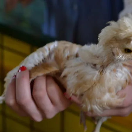 Agriturismo Nizzi Asís